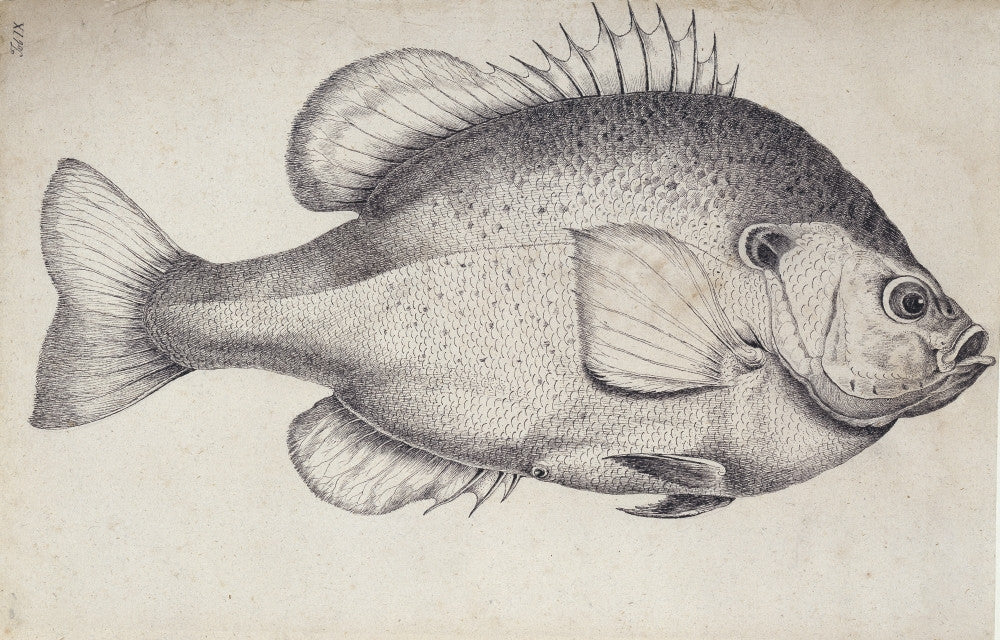 Lepomis Microlophus Redear Sunfish Fine Art Print by Mary Evans