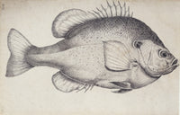 Lepomis Microlophus Redear Sunfish Fine Art Print by Mary Evans