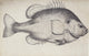 Lepomis Microlophus Redear Sunfish Fine Art Print by Mary Evans