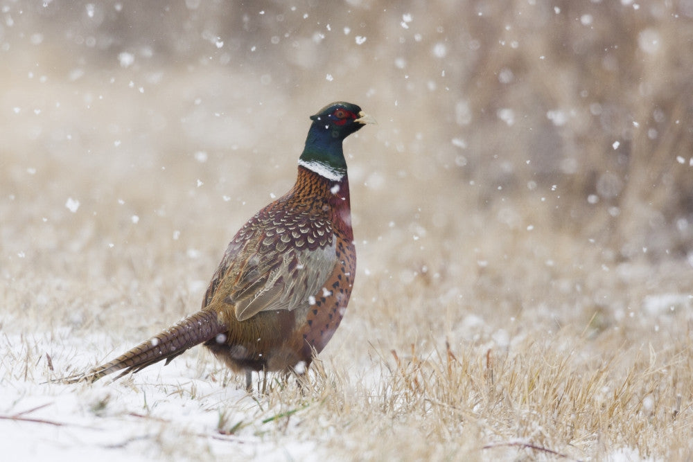 Ring-Necked Pheasant with Autumn Snowflakes Fine Art Print by Ken Archer