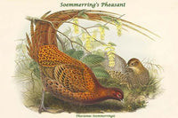 Phasianus Soemmerringii - Soemmerring's Pheasant Fine Art Print by John Gould