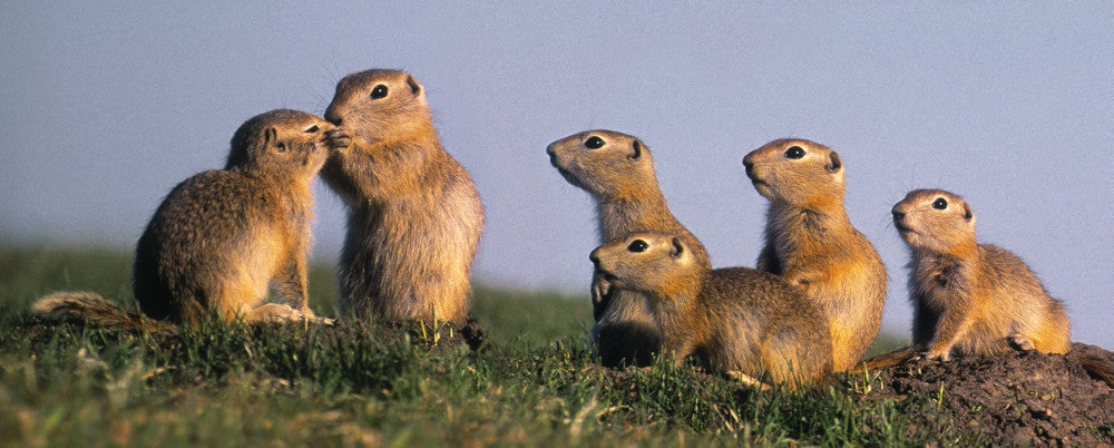 Prairie Dogs Fine Art Print by Natural Moments Photography