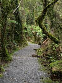 Path Through Forest Fine Art Print - Te Wahipounamu, NZ