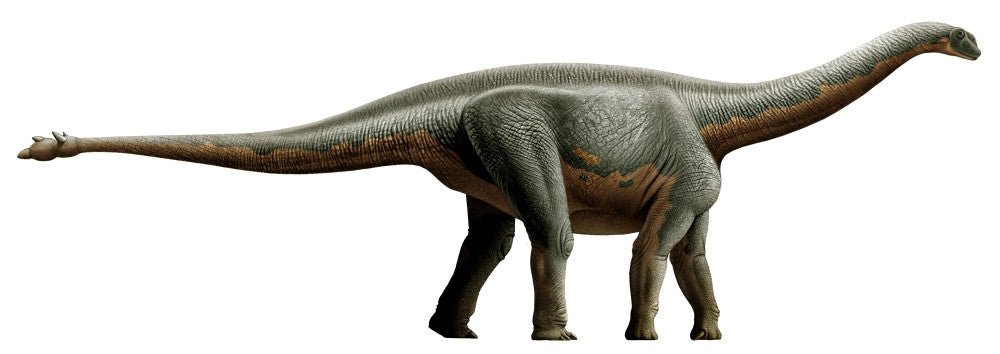 Shunosaurus Fine Art Print - Sauropod Dinosaur from the Middle Jurassic