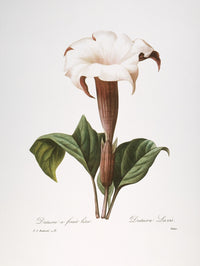 Datura Fine Art Print by Pierre-Joseph Redoute - 1833