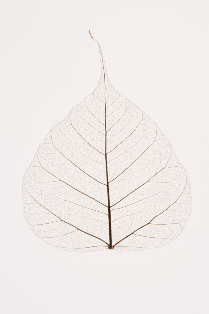 Transparent Leaf Fine Art Print - Available in Multiple Sizes
