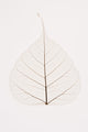 Transparent Leaf Fine Art Print - Available in Multiple Sizes