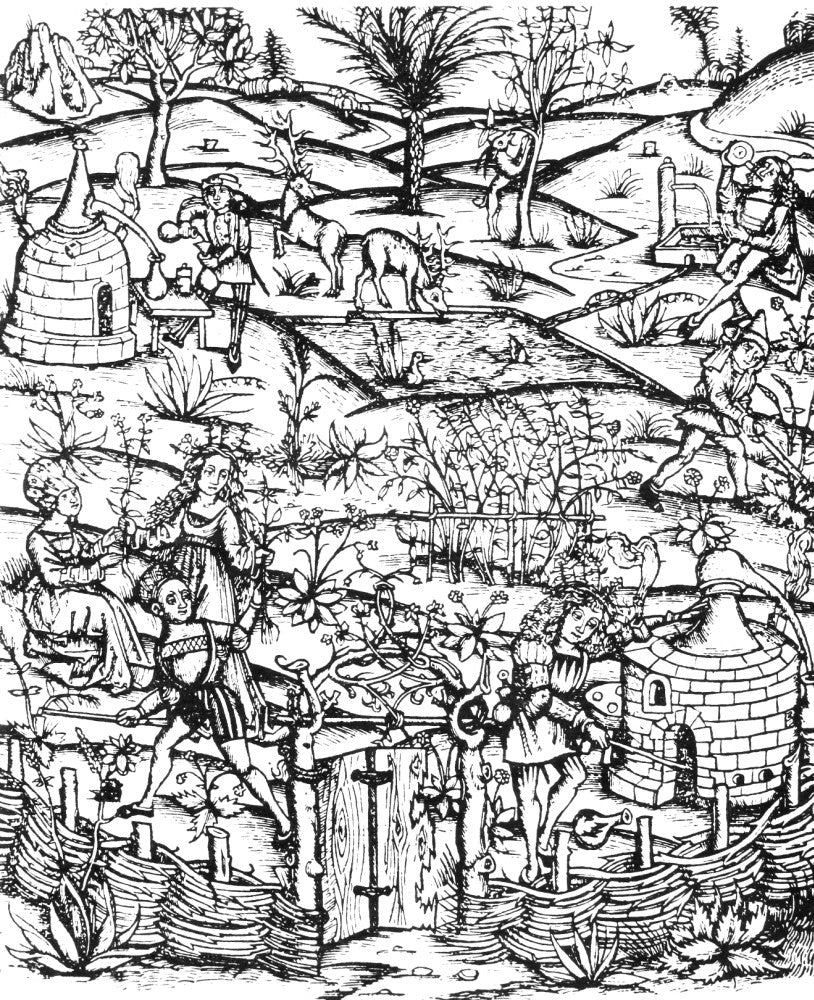 Medieval Herb Garden and Distillery Woodcut Print, C1500 by Granger Collection