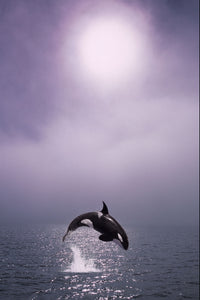 Orca Breaching in Fog Composite Fine Art Print | Posterazzi