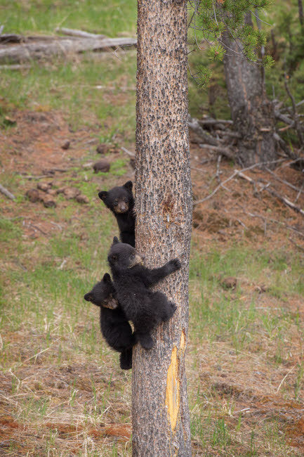Three Black Bear Cubs Climbing Pine Tree Poster Print by Jaynes Gallery
