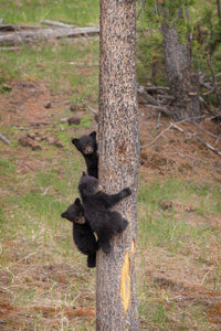 Three Black Bear Cubs Climbing Pine Tree Poster Print by Jaynes Gallery