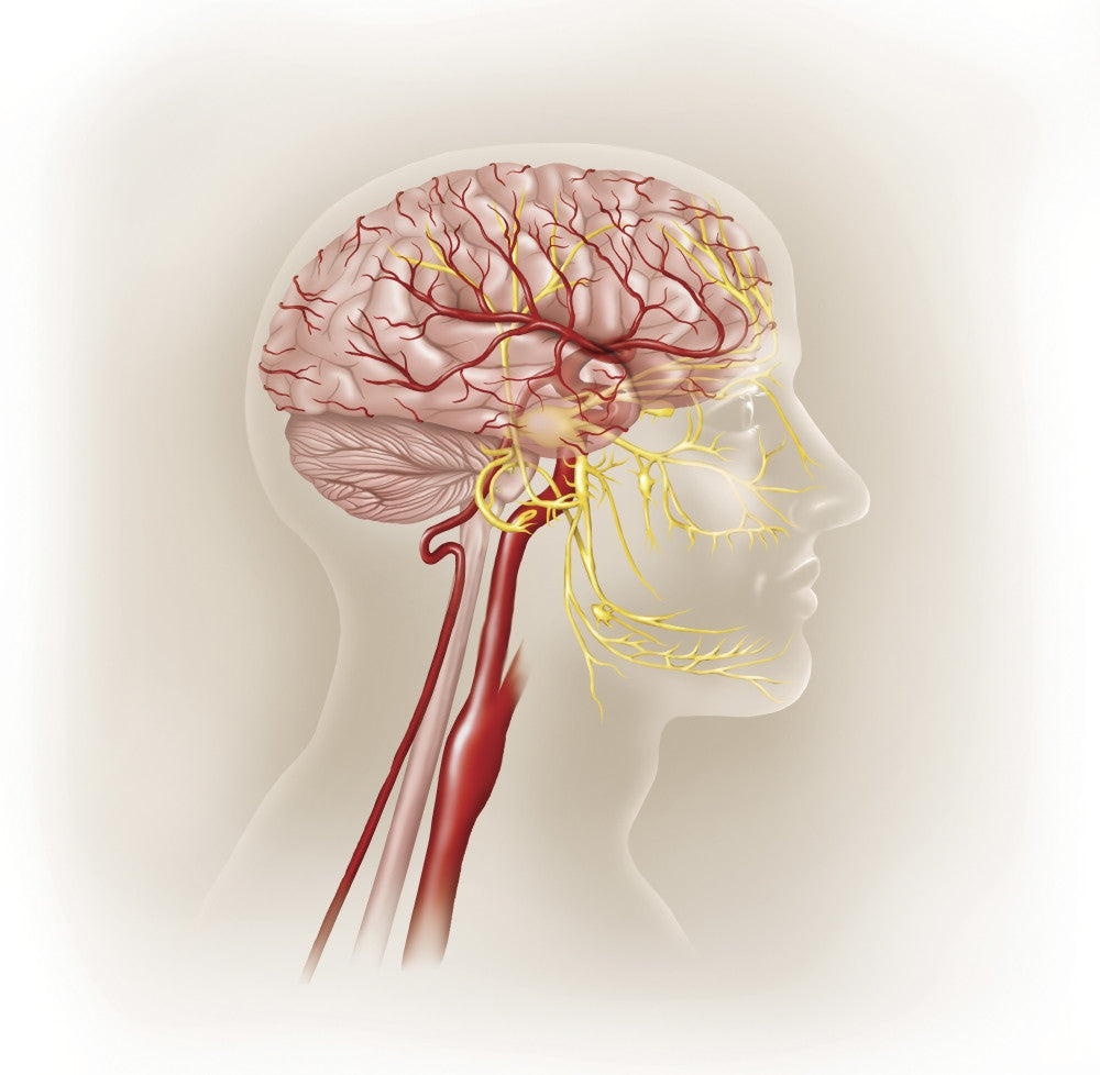 Detail of Human Head Arteries and Trigeminal Nerve Fine Art Print by TriFocal Communications
