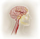Detail of Human Head Arteries and Trigeminal Nerve Fine Art Print by TriFocal Communications