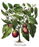Hortus Eystettensis Fine Art Print - Botanicals by Basilius Besler
