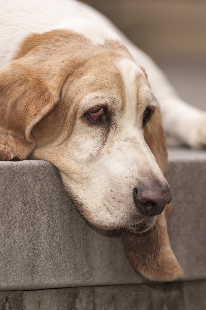 Sad and Bored Elderly Basset Hound Poster Print by Janet Horton