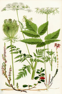 Wildflowers Fine Art Print featuring Wild Carrot, Chervil, and More by Hilary Jane Morgan