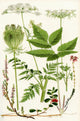 Wildflowers Fine Art Print featuring Wild Carrot, Chervil, and More by Hilary Jane Morgan