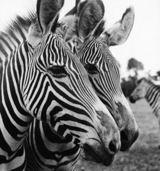 Close-up of Two Zebras Fine Art Print - Multiple Sizes Available