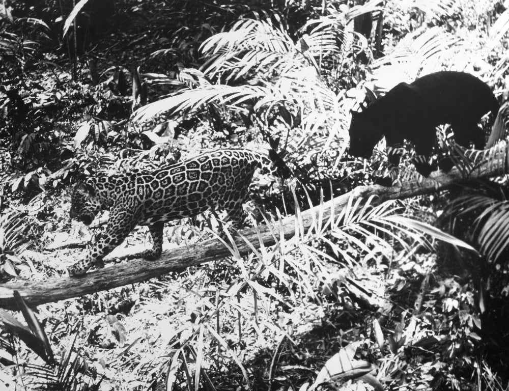 Jaguars in the Amazon Jungle Fine Art Print by Granger Collection