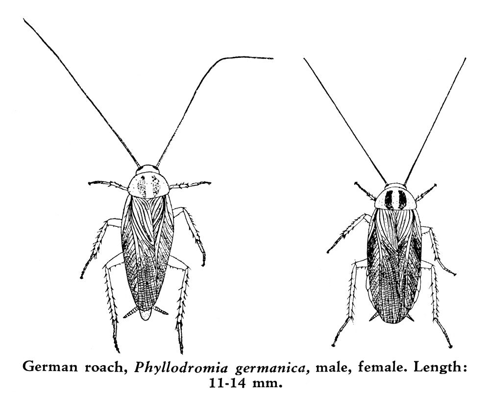 Cockroaches Fine Art Print - Male and Female German Roach by Granger Collection