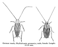 Cockroaches Fine Art Print - Male and Female German Roach by Granger Collection