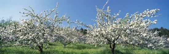 Apple Blossom Trees Poster Print by Panoramic Images - 38x12
