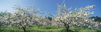 Apple Blossom Trees Poster Print by Panoramic Images - 38x12
