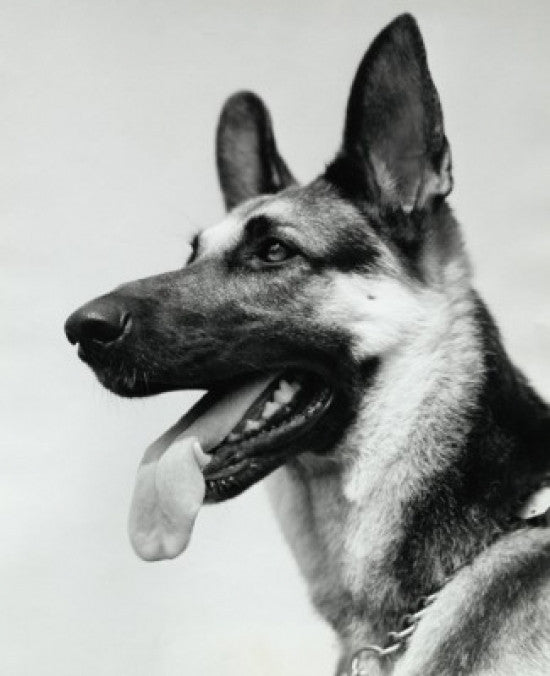 German Shepherd Fine Art Print - Available in Multiple Sizes