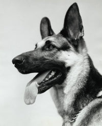 German Shepherd Fine Art Print - Available in Multiple Sizes