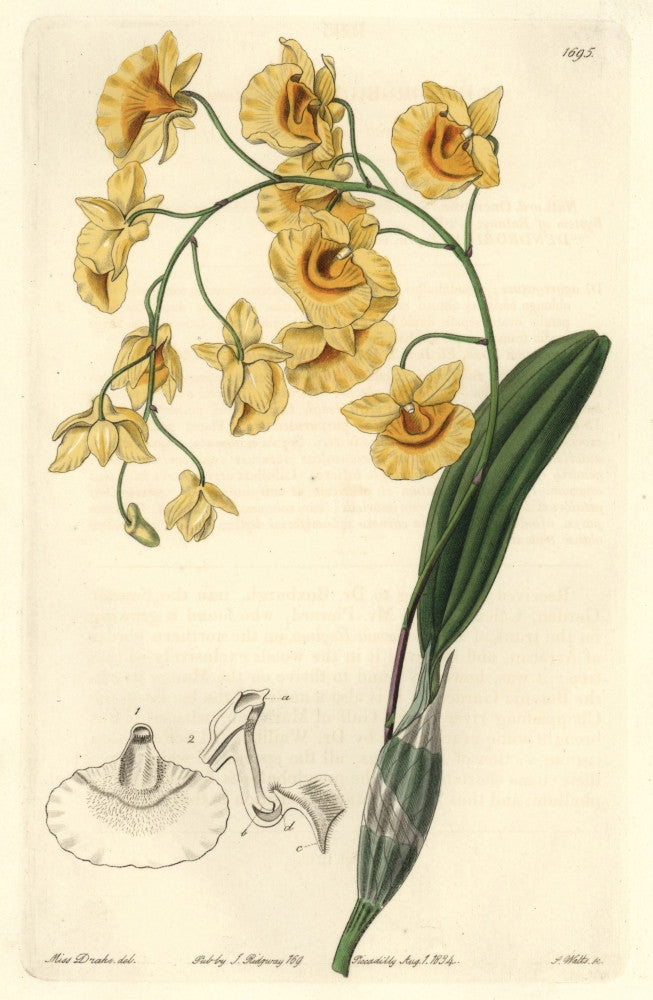 Lindley's Dendrobium Orchid Fine Art Print by Florilegius