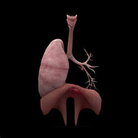 3D Rendering of Human Lungs with Respiratory Tree and Diaphragm Poster Print