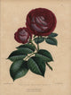 Crimson and Mauve Tea Rose Cheshunt Hybrid Fine Art Print by Florilegius