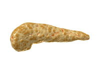 Conceptual Human Pancreas Fine Art Print - Available in Multiple Sizes