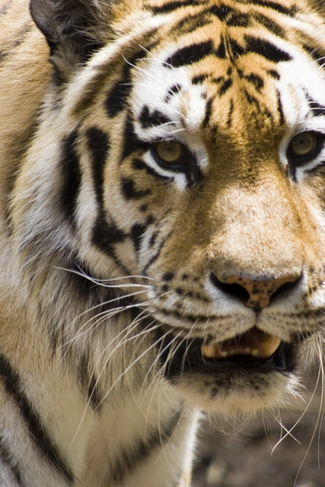 Majestic Tiger Fine Art Print - Multiple Sizes Available