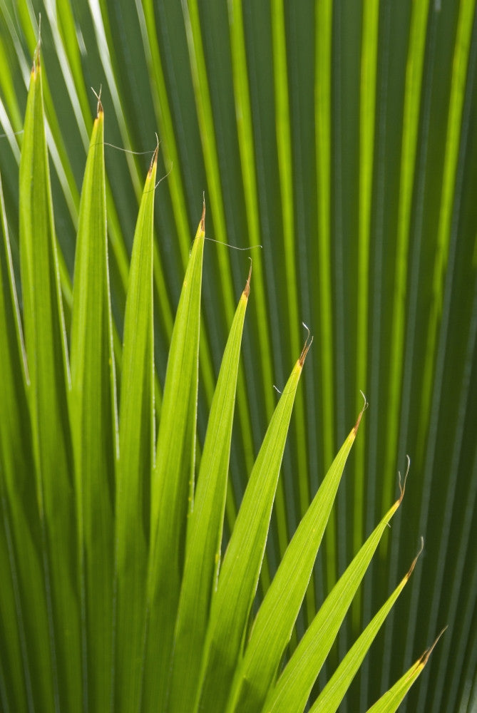 Detail of Palm Tree Fine Art Print - Grenada