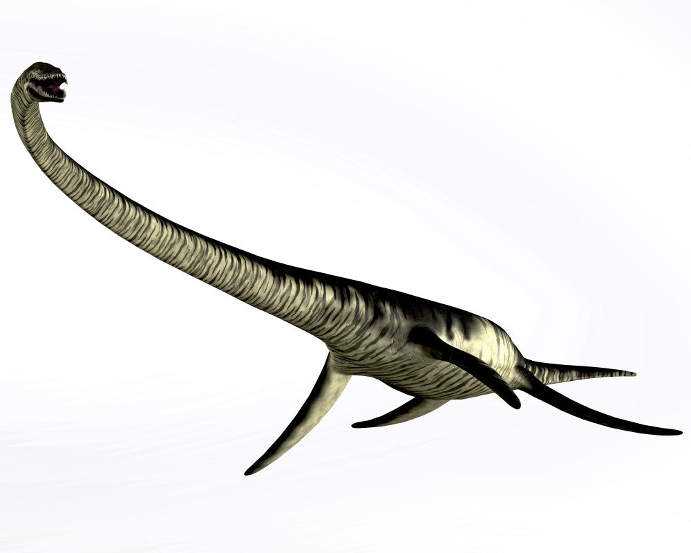 Elasmosaurus Fine Art Print - Cretaceous Marine Reptile