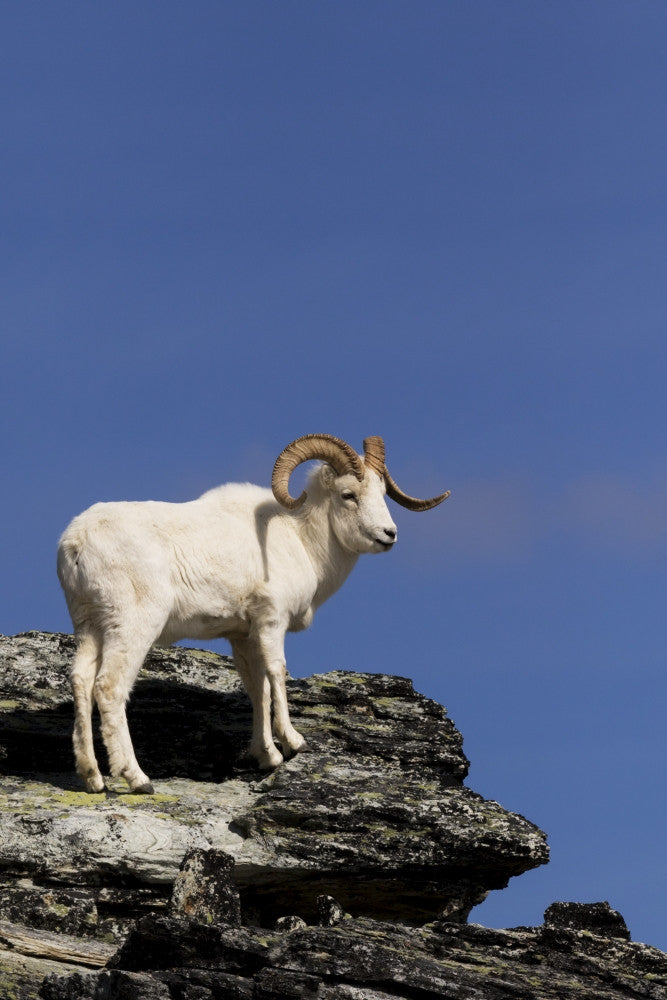 Dall Sheep Ram Fine Art Print in Denali National Park by Doug Lindstrand