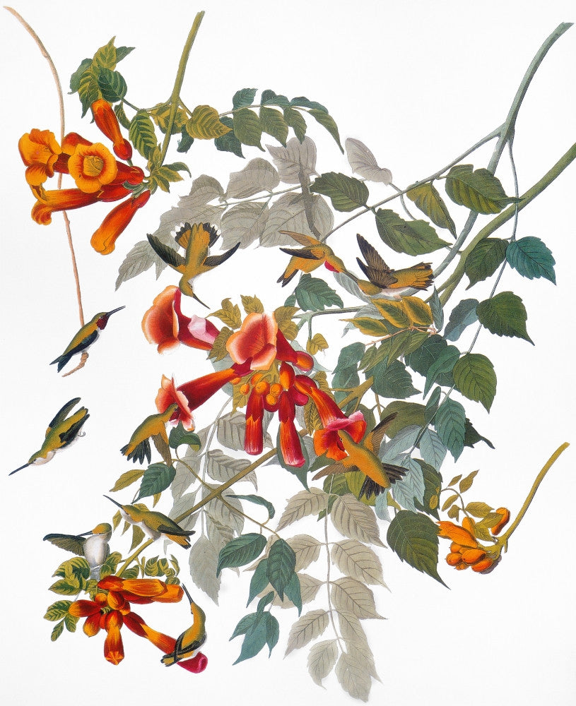 Archilocus Colubris Hummingbird Fine Art Print from Audubon