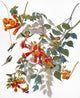Archilocus Colubris Hummingbird Fine Art Print from Audubon