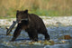 Adolescent Brown Bear with Chum Salmon Fine Art Print by Tom Soucek