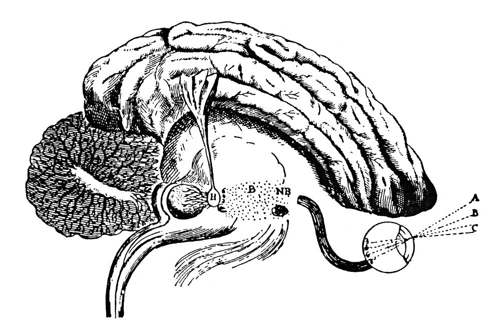 Pineal Gland Line Engraving Print from Descartes' De L'Homme