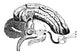 Pineal Gland Line Engraving Print from Descartes' De L'Homme