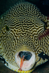 Map Pufferfish and Red Cleaner Shrimp Fine Art Print by Mathieu Meur