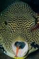 Map Pufferfish and Red Cleaner Shrimp Fine Art Print by Mathieu Meur