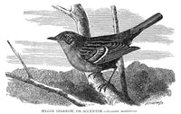 Hedge Sparrow Fine Art Print - 19th Century Wood Engraving by Granger Collection