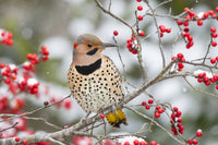 Northern Flicker Male in Winterberry Bush Fine Art Print by Richard & Susan Day
