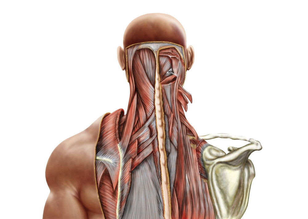 Human Anatomy Deep Muscle Poster Print - Neck and Upper Back