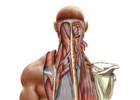 Human Anatomy Deep Muscle Poster Print - Neck and Upper Back