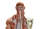 Human Anatomy Deep Muscle Poster Print - Neck and Upper Back