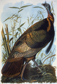 Audubon Wild Turkey Fine Art Lithograph Print by Julius Bien